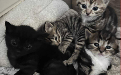 Mattress Family Update