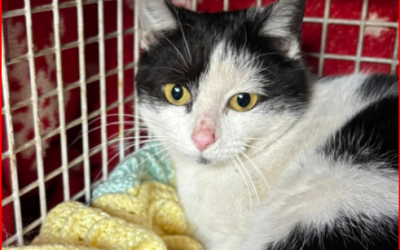 Life-Saving Kindness in the Cold