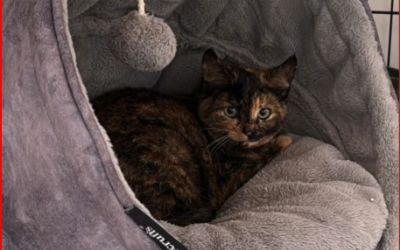 Penistone Cat Colony – Stopped Just in Time