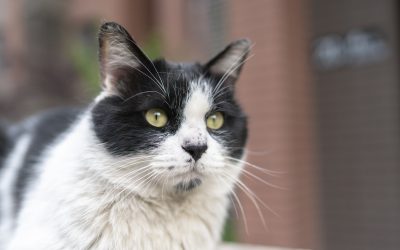 Community Care & Neutering