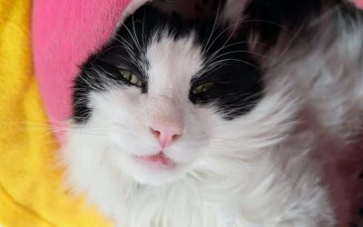 Fabulous Farley Update