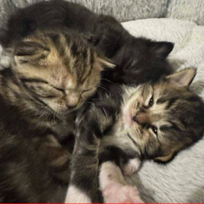 Colony Feeder/Monitor